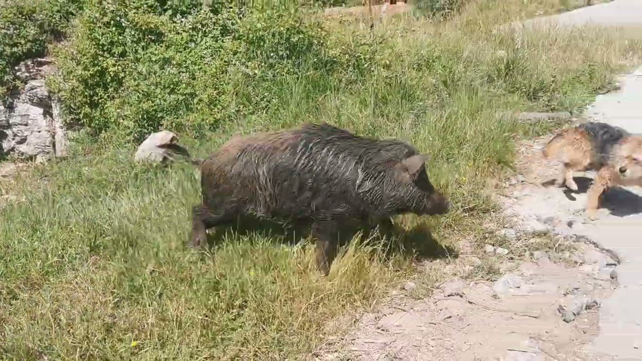 Il cinghiale che attacca Rudy