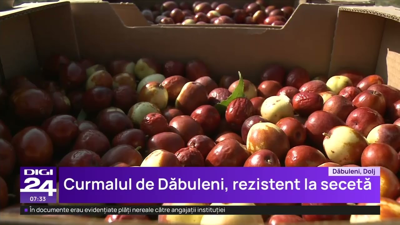 Curmalul chinezesc prinde rădăcini în România: „Am auzit că se face și rachiu din el”