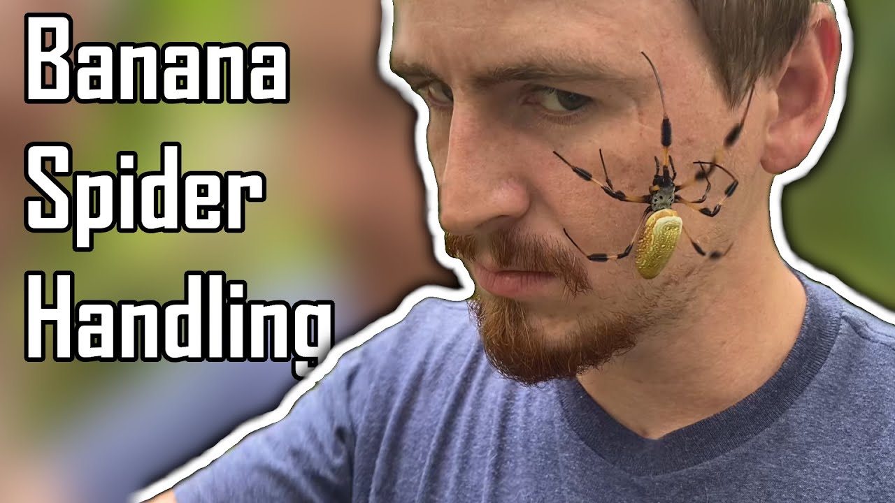 Handling a HUGE Banana Spider!