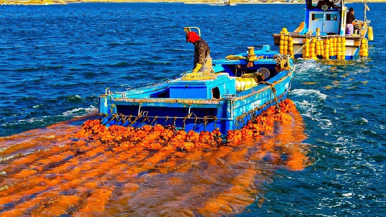 How the Japanese raise MILLIONS of sea pineapples- Grow, harvesting  and processing sea pineapples
