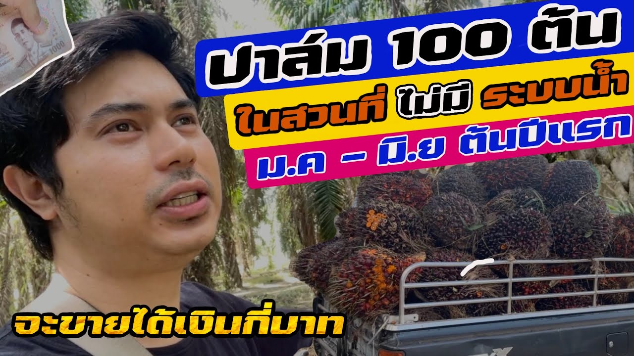 ปาล์มน้ำมัน 100 ต้น | ม.ค. -  มิ.ย จะขายได้เงินกี่บาทกันนะ?? | ในสวนที่ไม่มีระบบน้ำ | อายุ 20 ปี