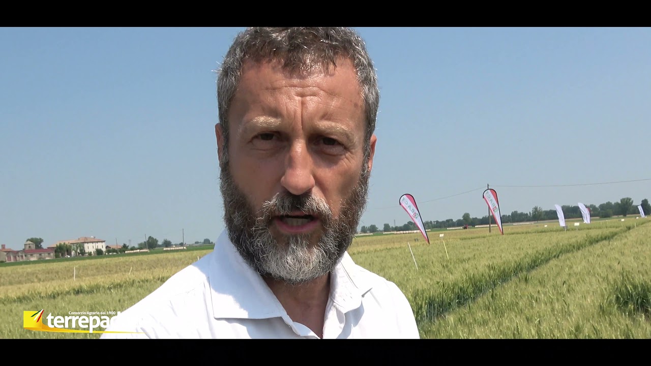 Terrepadane Vetrina Cereali 2021 - le sementi LIMAGRAIN