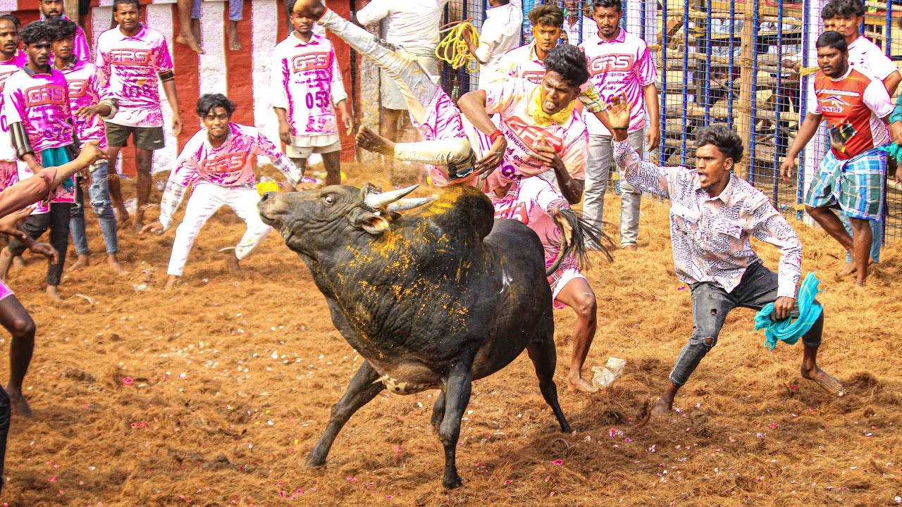 Sakkudi Jallikattu 2026 Videos  03 | சக்குடி ஜல்லிக்கட்டு 2026 Videos 03