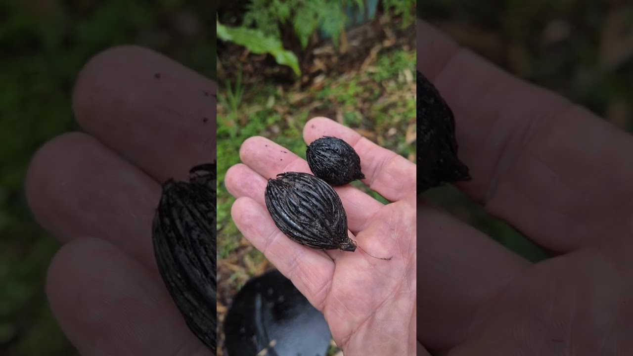 Wayne Bragg shows how to create a living planet.