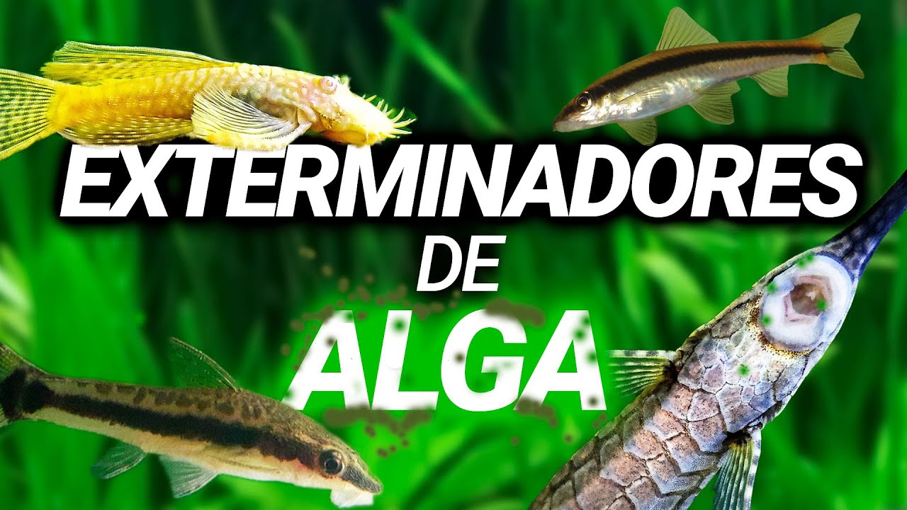Estos peces ACABARÁN con el ALGA de tu ACUARIO (Baratos, fáciles de conseguir y pacíficos)