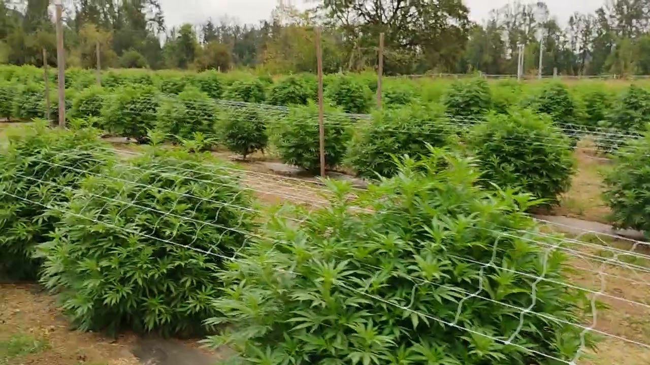 Oregon grown cannabis