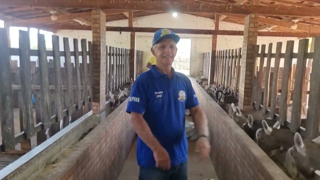 Cabra diariamente a venda no rancho Rio dos boi 87 9174-3839