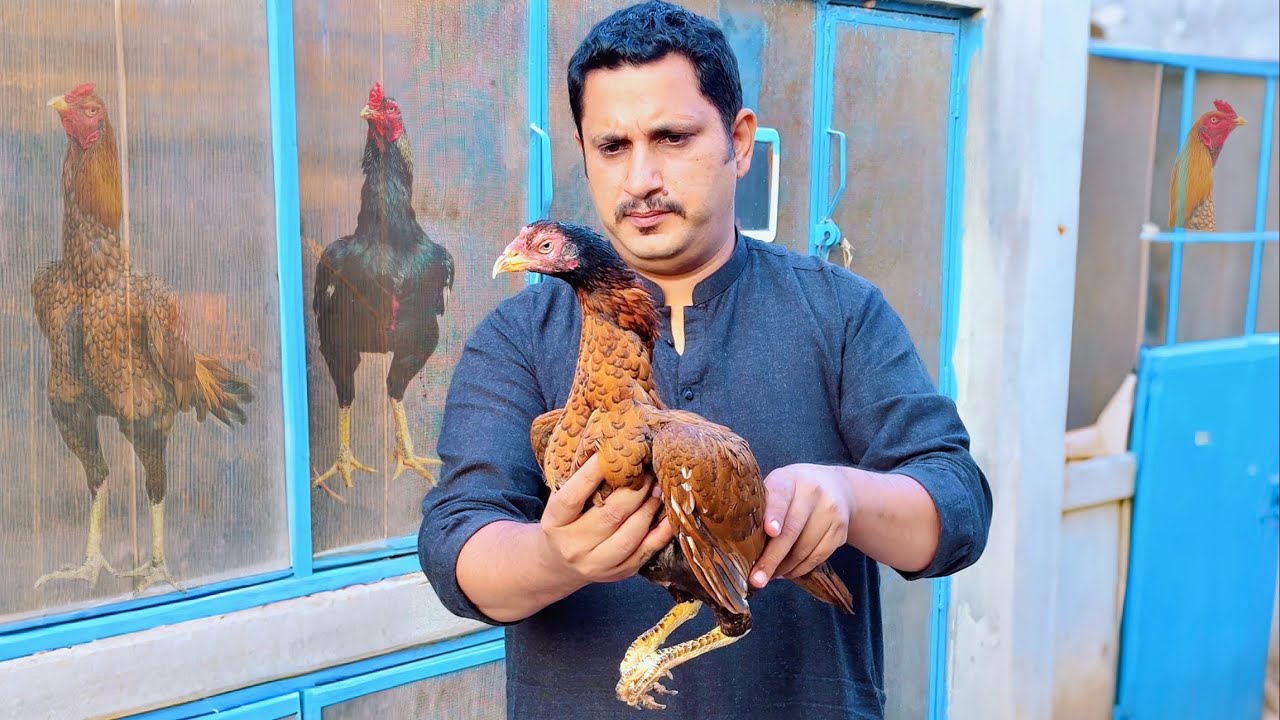 Main breeder aseel murghy or murghiyan