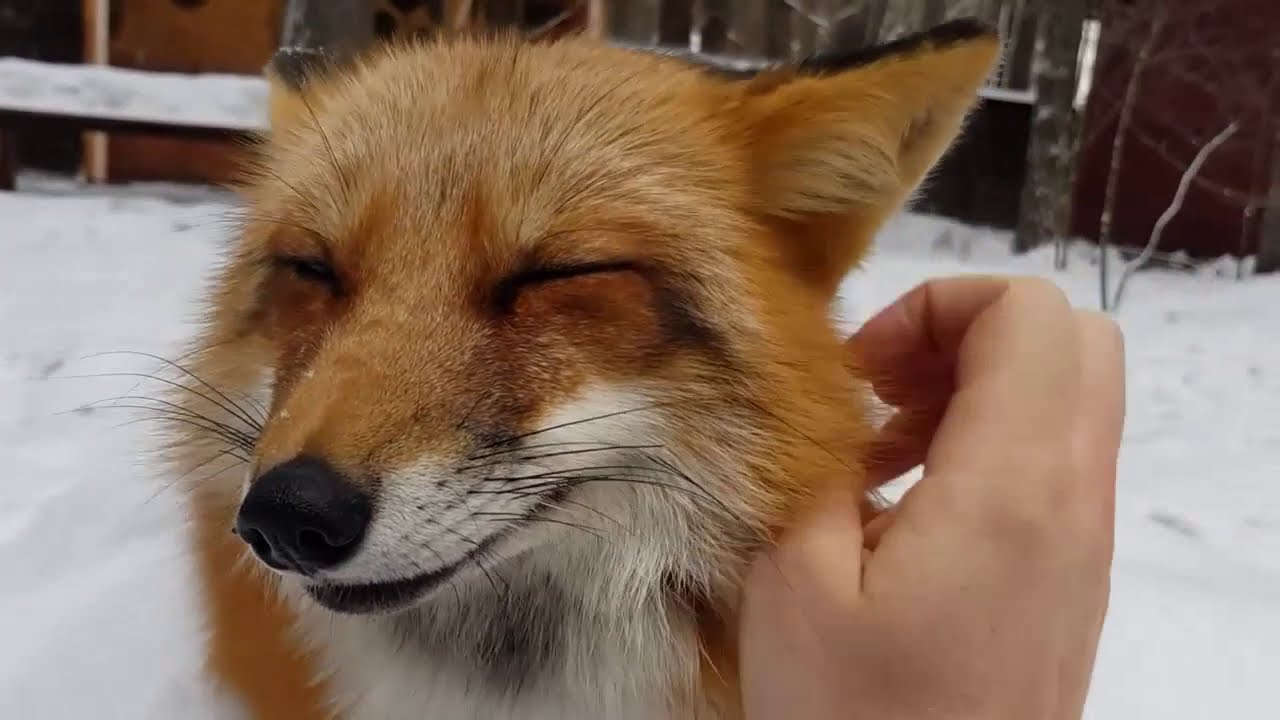 ЛиСяо. Алиса - Лиса / Прикольные Моменты с Алисой ( Сборник # 1 ) / Alice the Fox