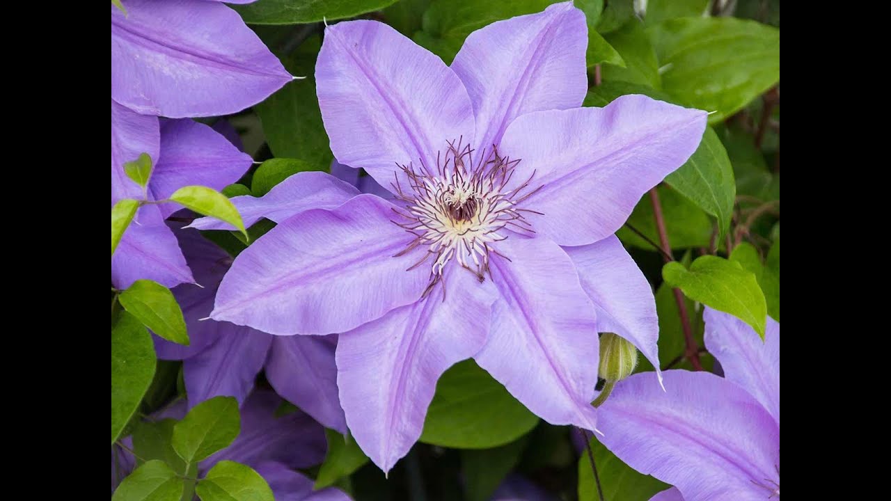 How to Replant A Clematis & Replace A Broken Pot
