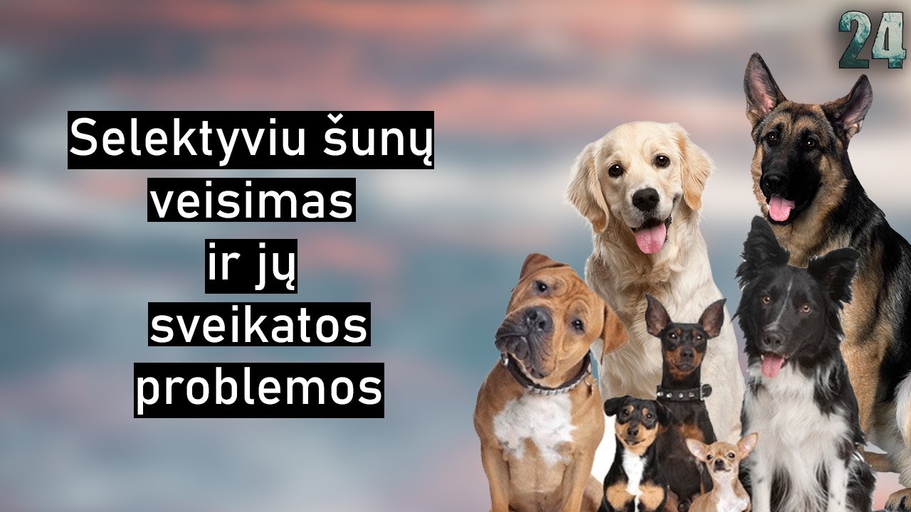 𝟐𝟒 𝐟𝐚𝐤𝐭𝐚𝐢 : Šunys, kuriuos sugadino selektyvus veisimas