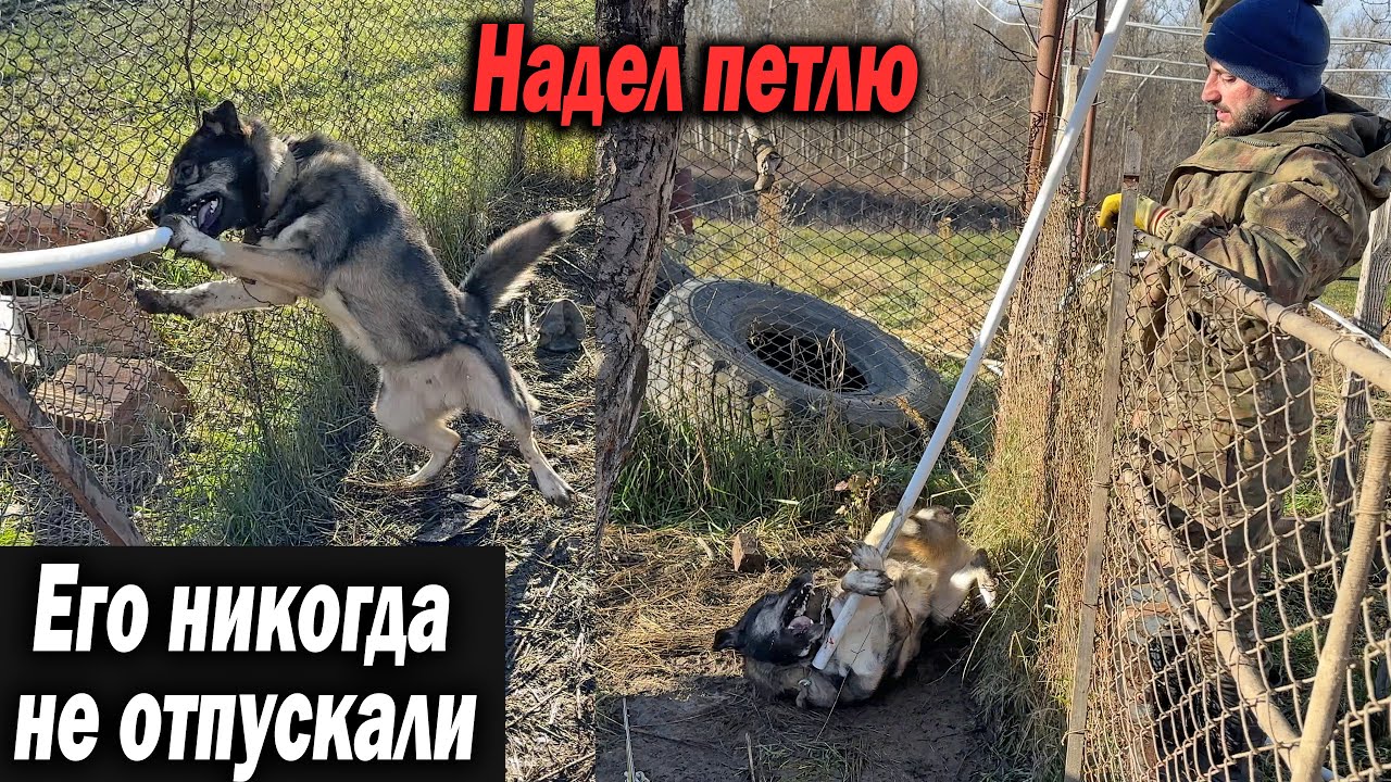 ЭТО СОБАКА НИКОГДА НЕ ВЫХОДИЛА С ВОЛЬЕРА !!! Спасение Одичавшей Собаки. Надел петлю на шею.
