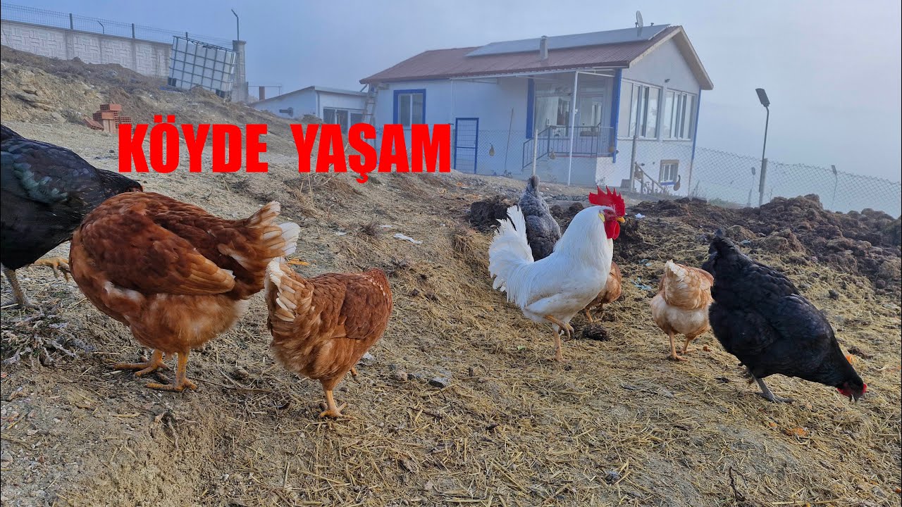 SABAH KAHVALTIMIZDA KURU KURU NELER VAR NELER PİŞİYOR