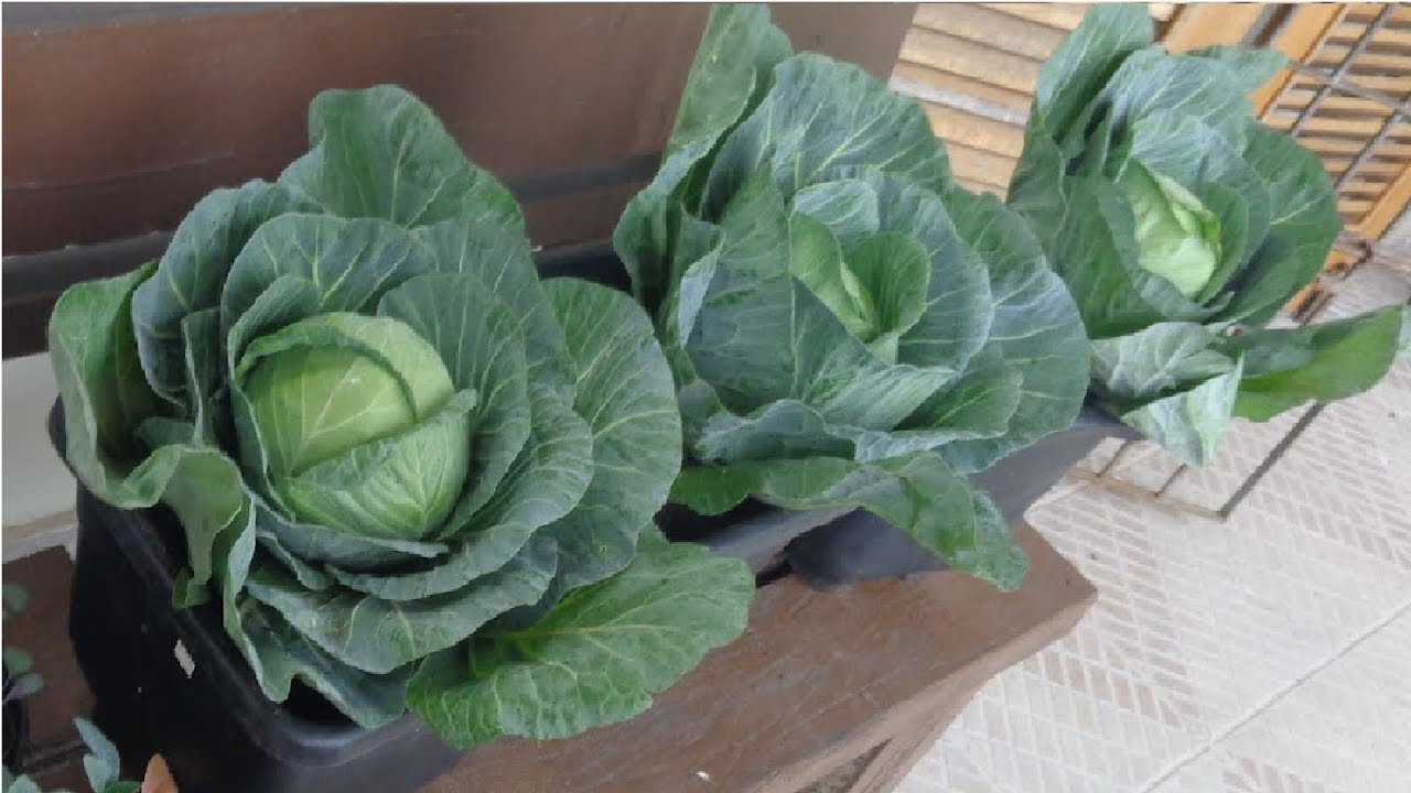 Como cultivar Repolho da forma mais simples em pequenos espaços!