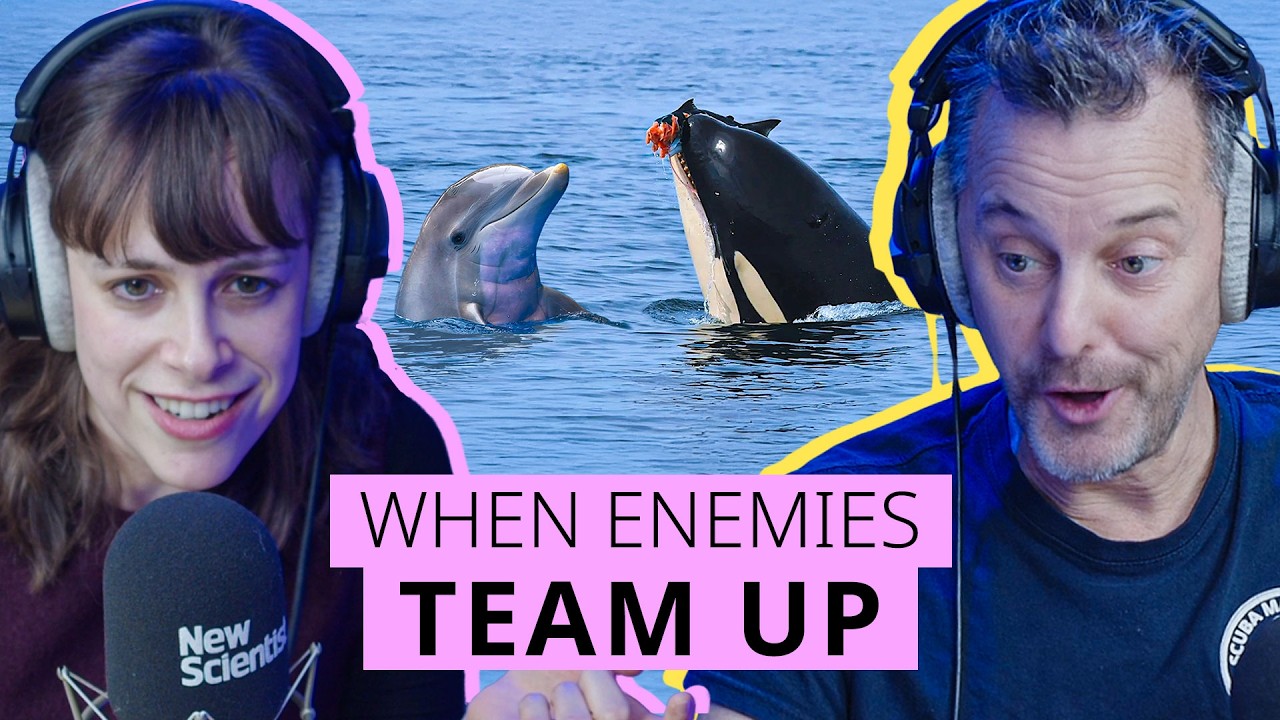 Косатки и дельфины теперь охотятся вместе.