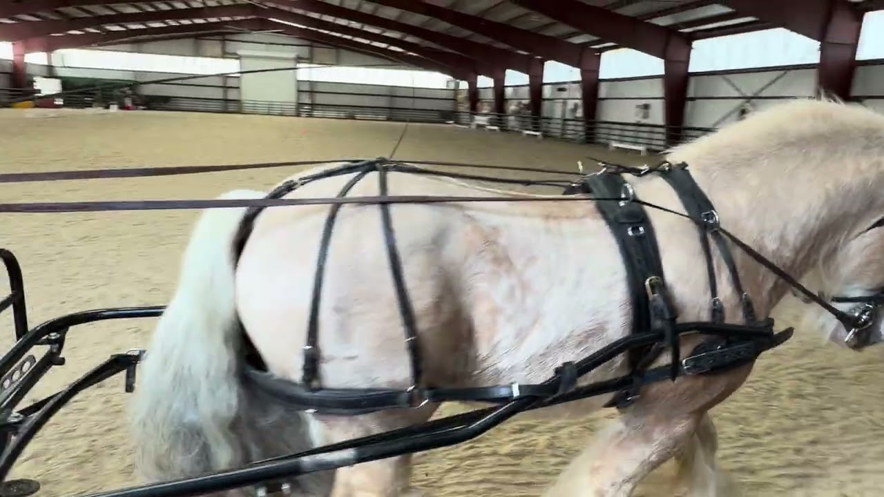 WDAAZ Heart My Horse Winter Show 60x27.70 arena #6453 Hermit’s Golden Apache Tierra Osborne 