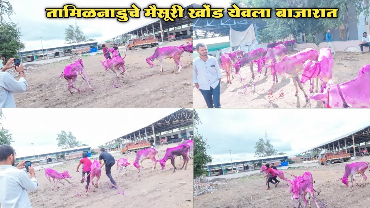 तामिळनाडुचे मैसूरी खोंड येवला बाजारात वार. रविवार दि.31/08/2025