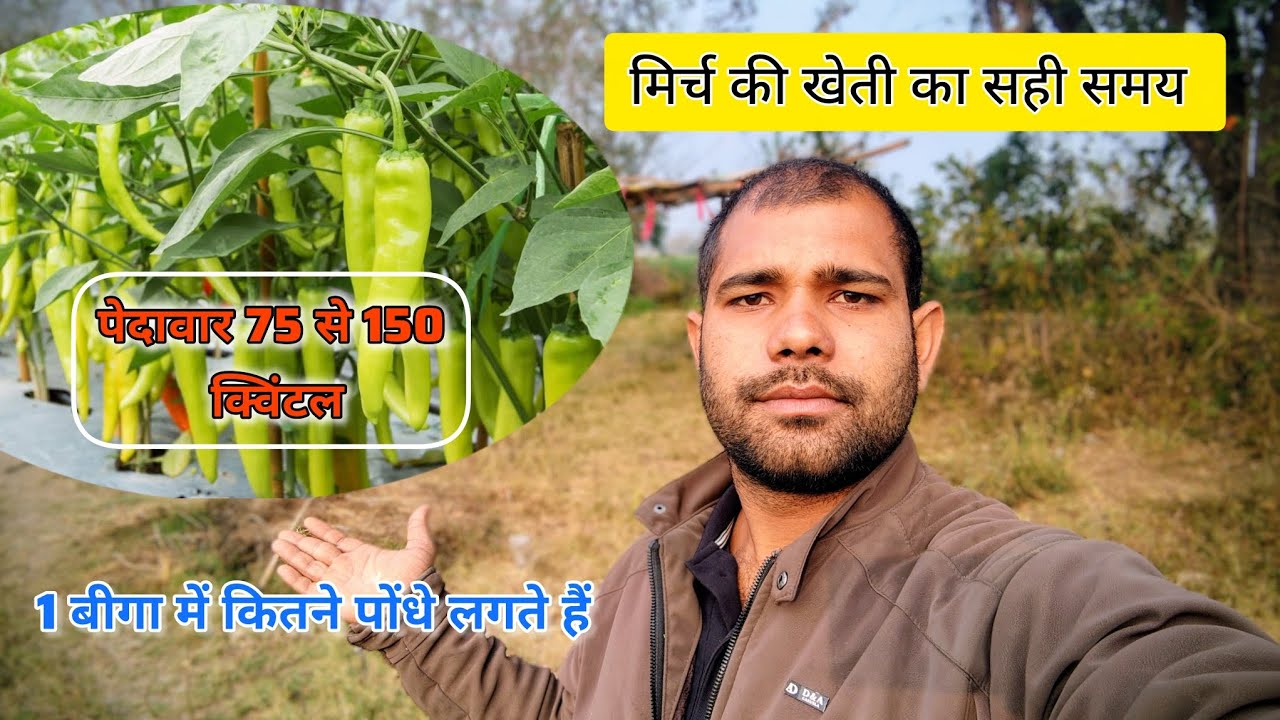 Mirch ki kheti ka Sahi samay | मिर्च की खेती सही समय |1 बीघा में कितने पौधे लगते हैं |पैदावार कितनी 
