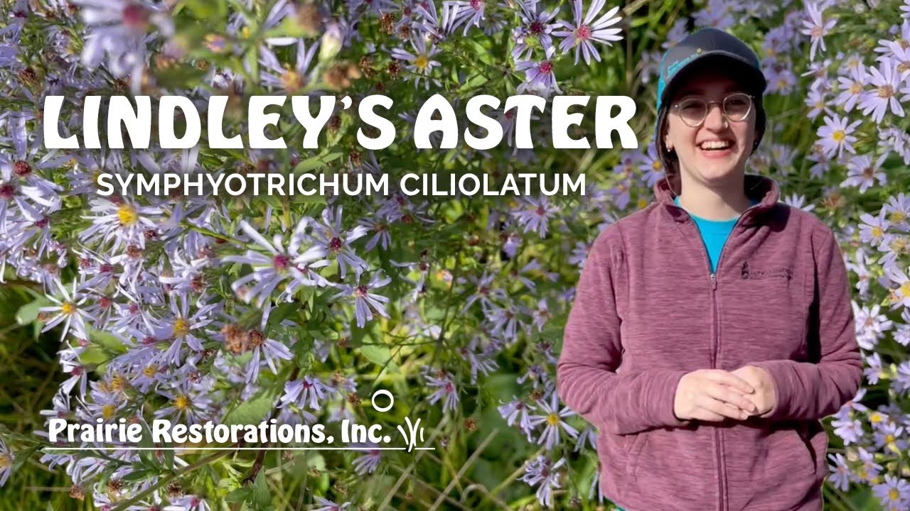 Lindley's Aster - Symphyotrichum Ciliolatum