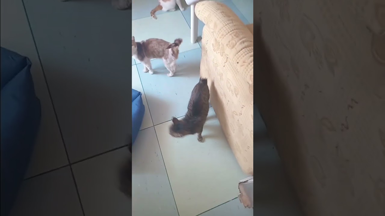 🤔😃🫣🐾In quanti siamo?😄 #cat #kitten #dog #cute #love #funny