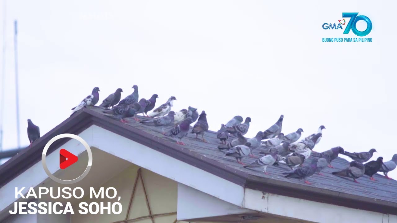 Kapuso Mo, Jessica Soho: Kalapati invasion sa Ozamiz City?!