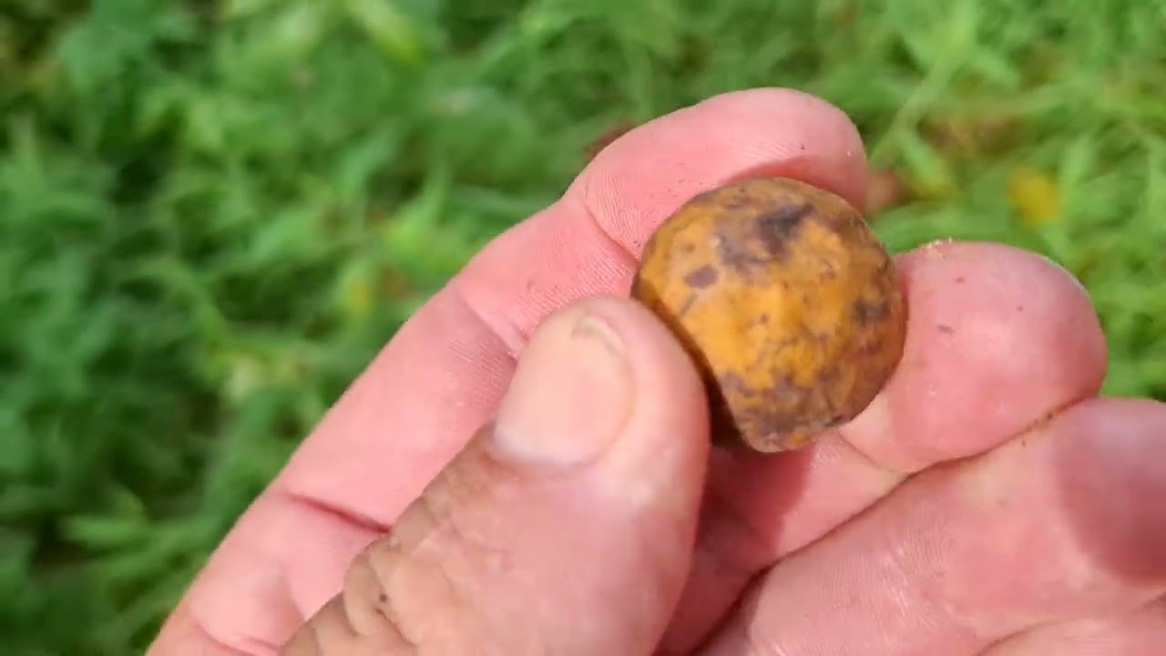 Dracontomelon dao - foraging Dragon Apple or Pacific Walnut at Borneo River Bank