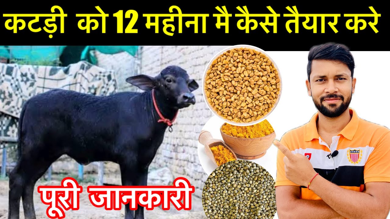 कटड़ा हो या कटडी 12 महीने मैं तैयार गुप्त फार्मूलाSecret formula to pearper katda,katdi in12 months