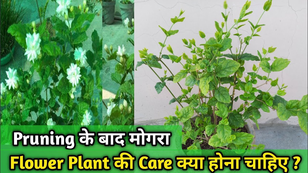 Mogra Me Zyada Flower Ka Secret (After Pruning)