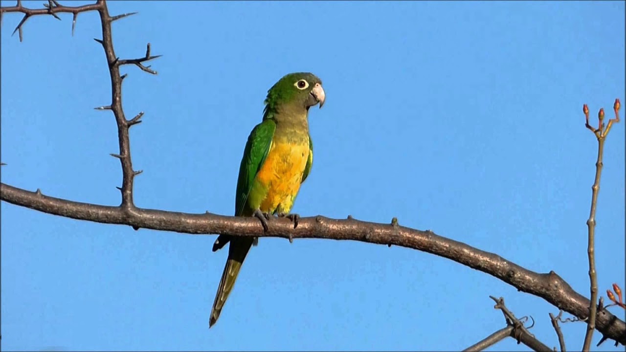 Canto do periquito-da-caatinga