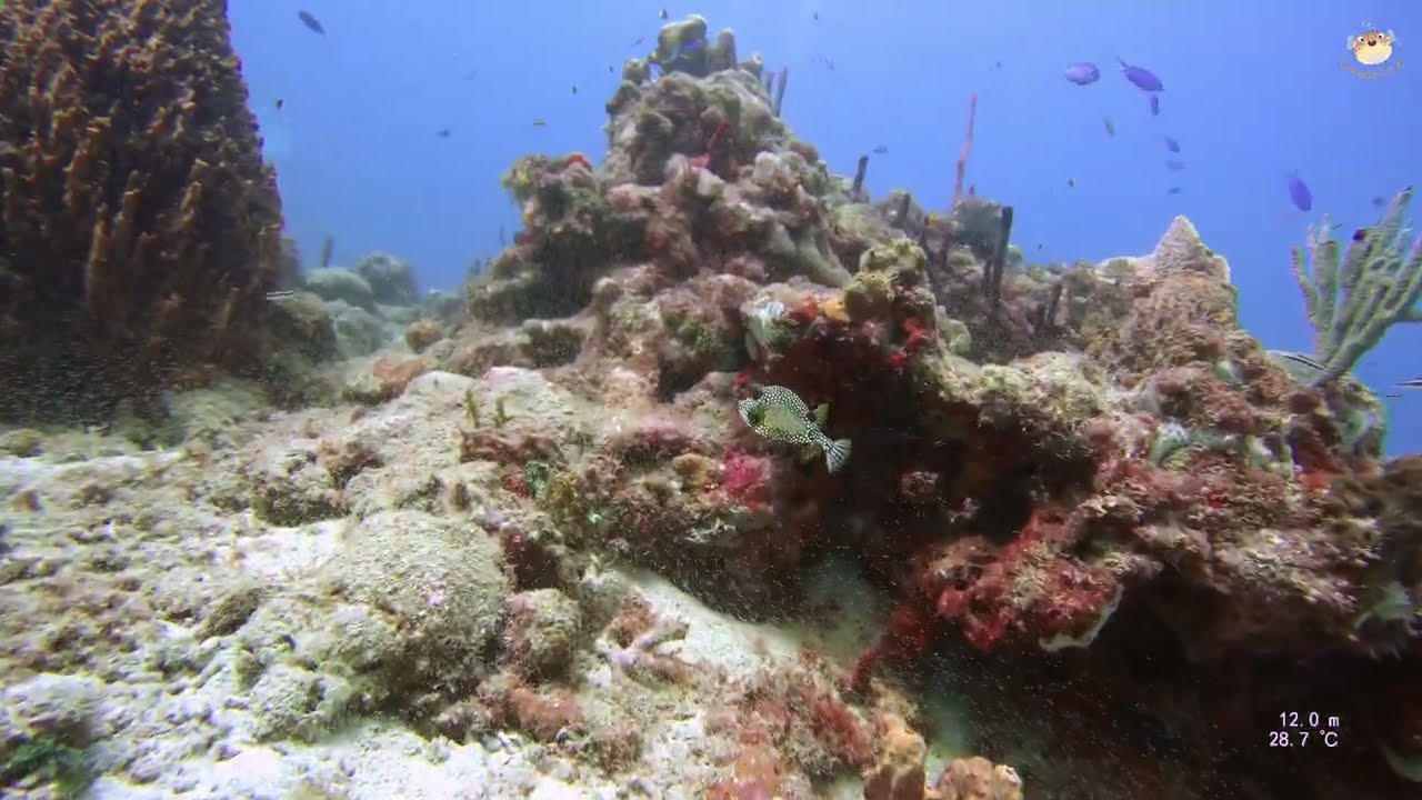 Plongée Guadeloupe Pointe-noire pointe zombi 24052025