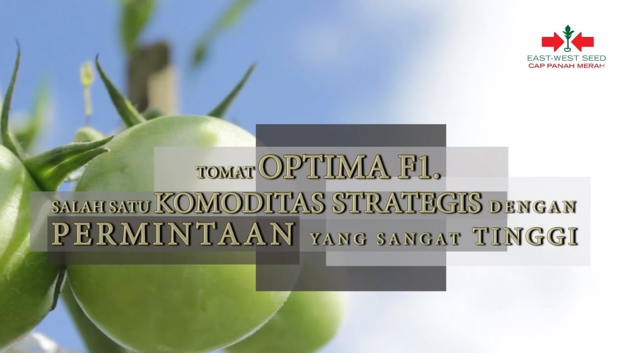 Tomat OPTIMA F1 Banyak Keunggulan, Cocok untuk Pasar Modern