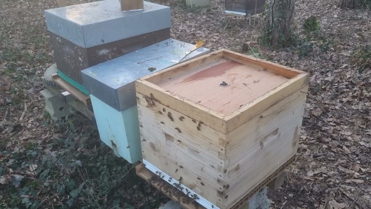 Visite hivernale, les abeilles vont bien! 😉 🐝 