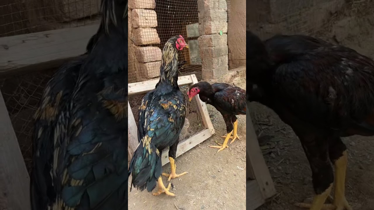 Two young Aseel rooster 🌹🌹shook