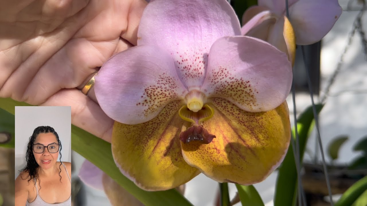 Hastes florais da orquidea 