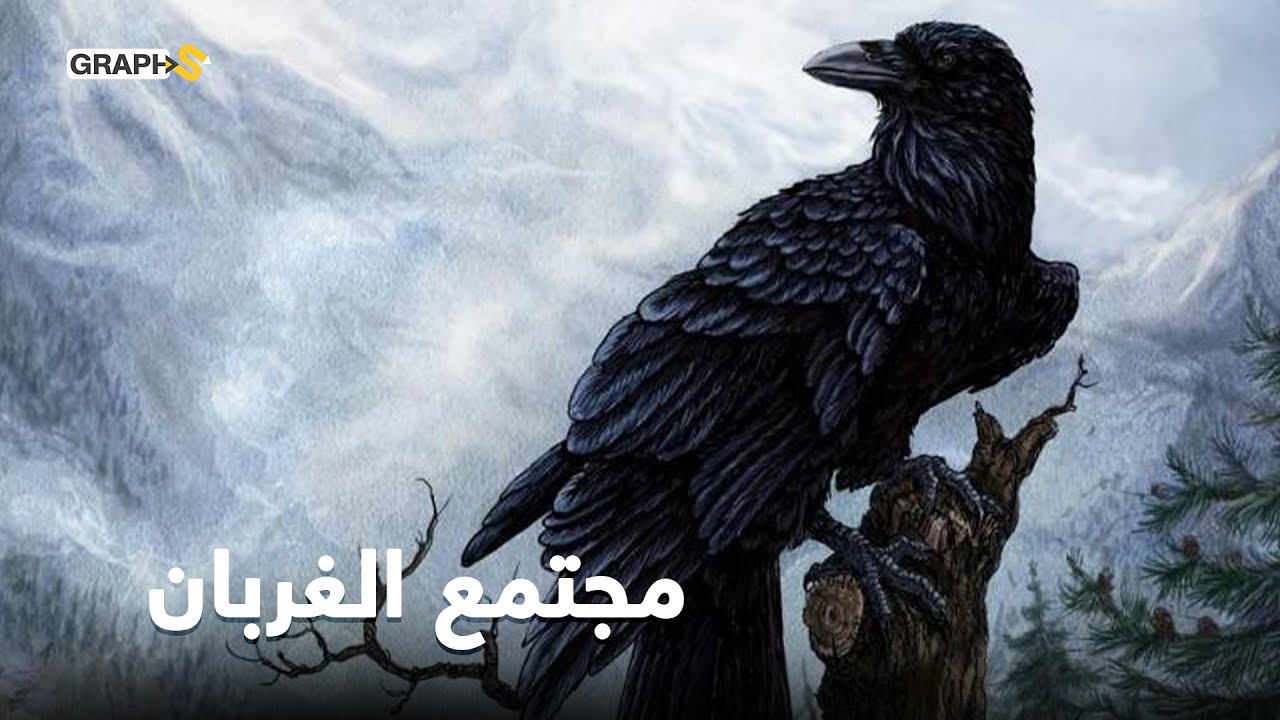 الغراب .. رمز النحس والتشاؤم.. أكثر الحيوانات ذكاء ويتقن لغة البشر أكثر من الببغاء.. حقائق لن تصدقها