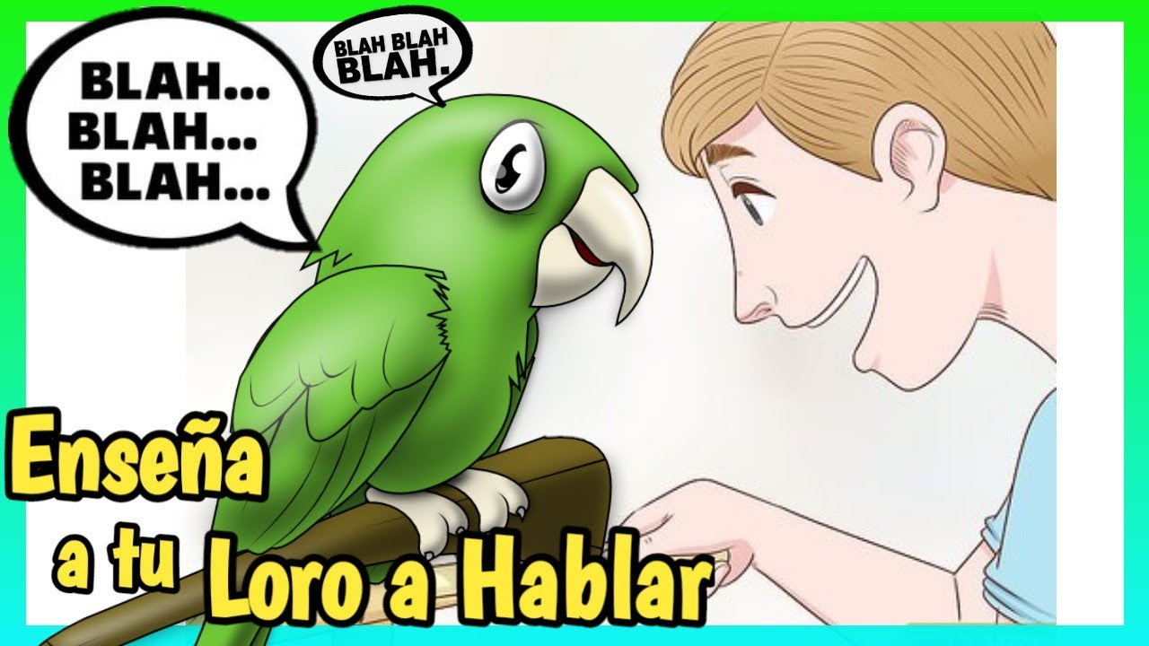 COMO ENSEÑAR AL LORO a HABLAR ¡Rápido y Fácil! /Como hacer que hable el Loro