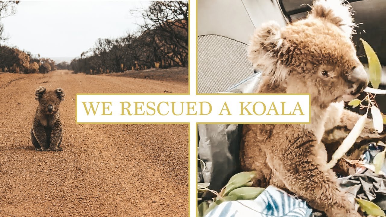Wir haben einen Koala vor dem Feuer gerettet auf Kangaroo Island 🐨🔥 / #7 Work & Travel Australia