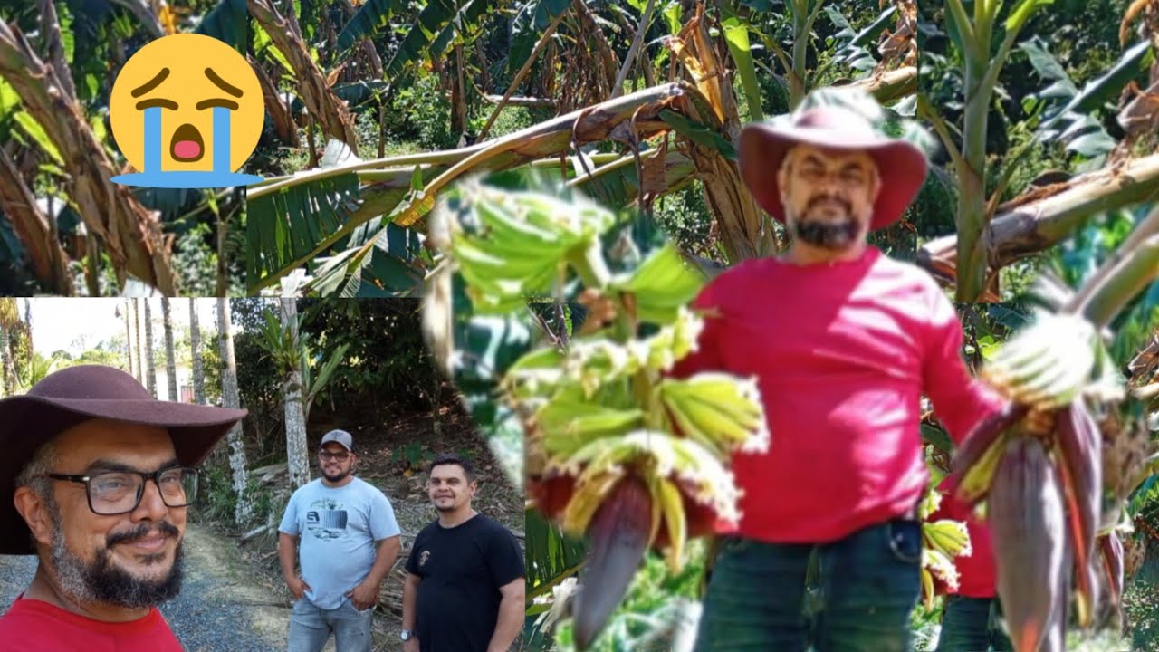 Ventos e destruição, perdi as bananas da terra, visitas  seguidores 