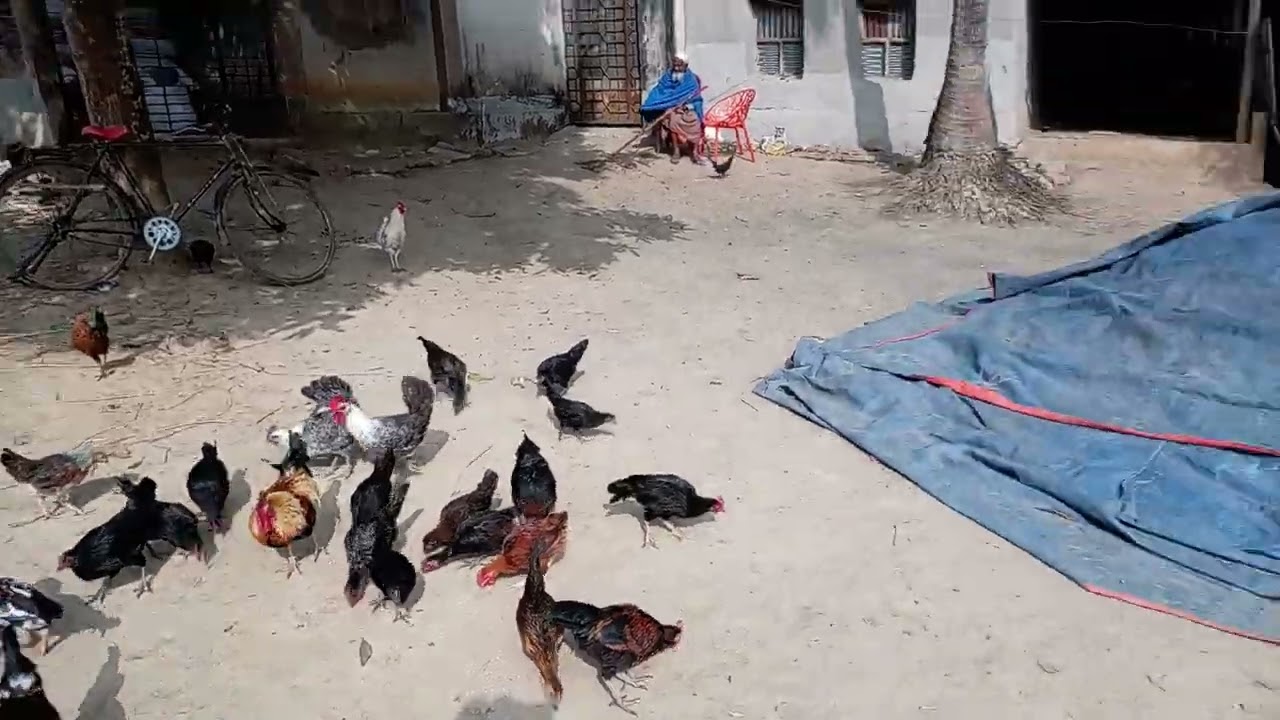 গ্রামের মুরগি রাজ্য । Village chicken kingdom । @washinfarms