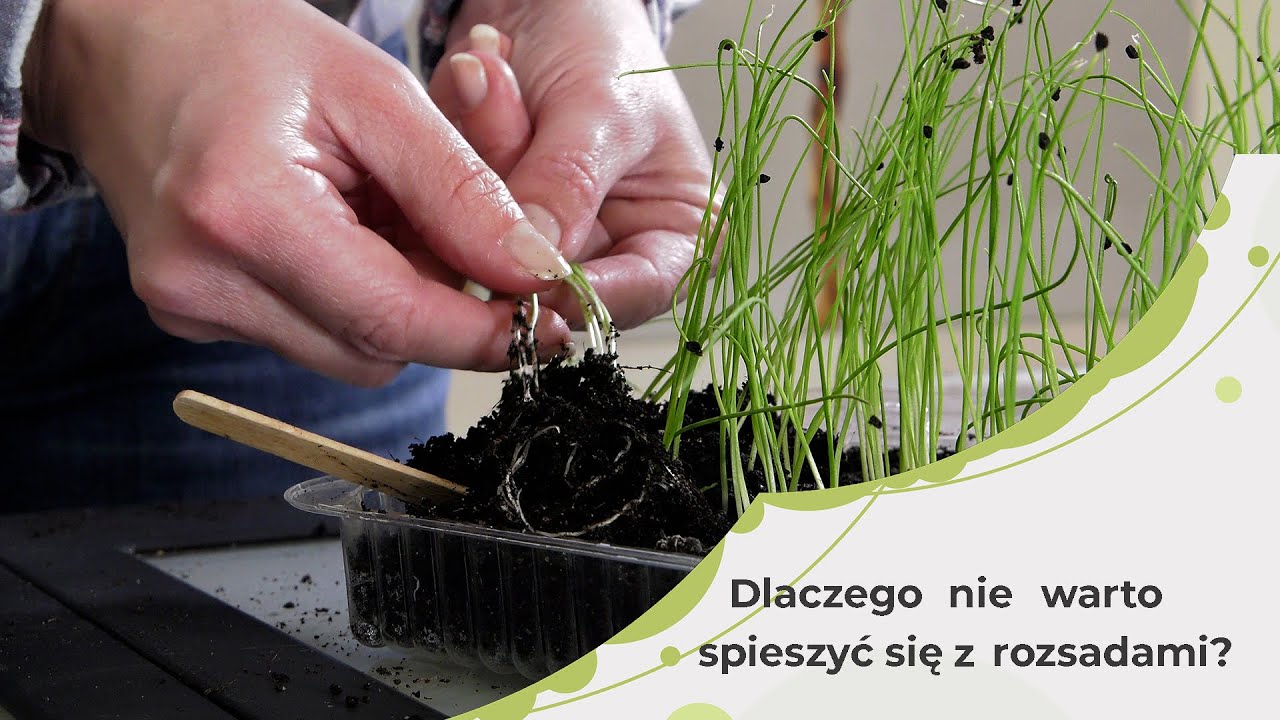 Wysiewy - Dlaczego nie warto spieszyć się z przygotowaniem rozsad? Przygotowanie rozsad - warzywa