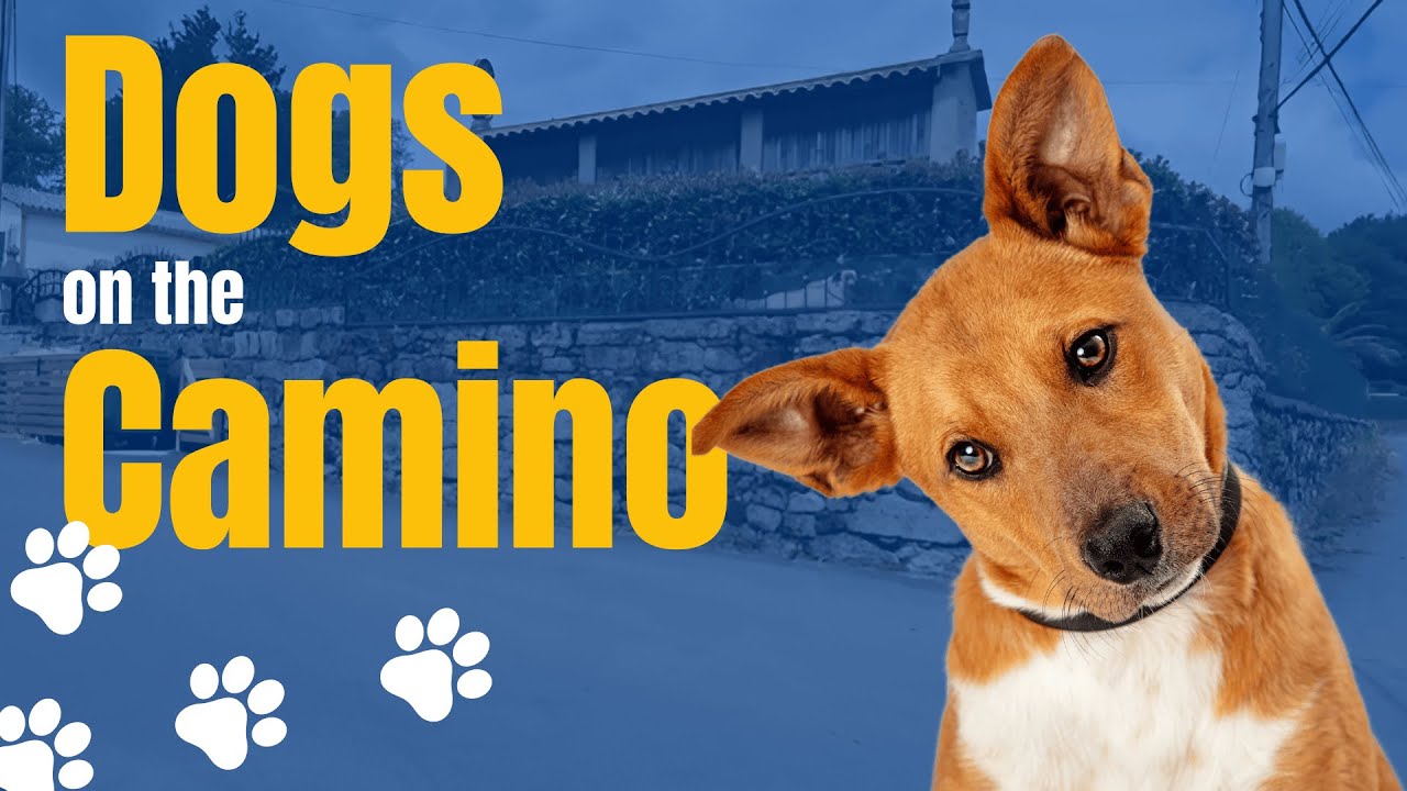 Dogs on the Camino de Santiago - Are you worried?