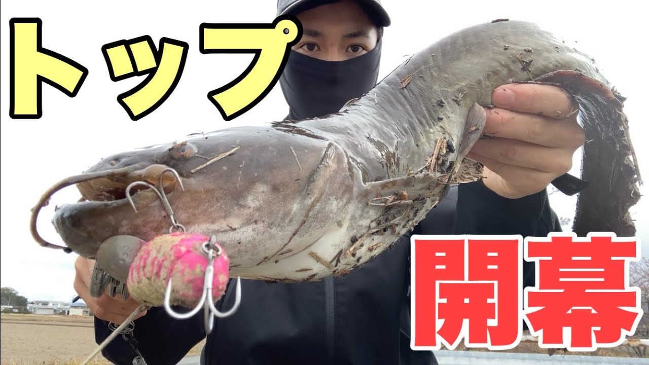 ナマズシーズン開幕！いきなり67cmの巨ナマズが釣れてしまった...