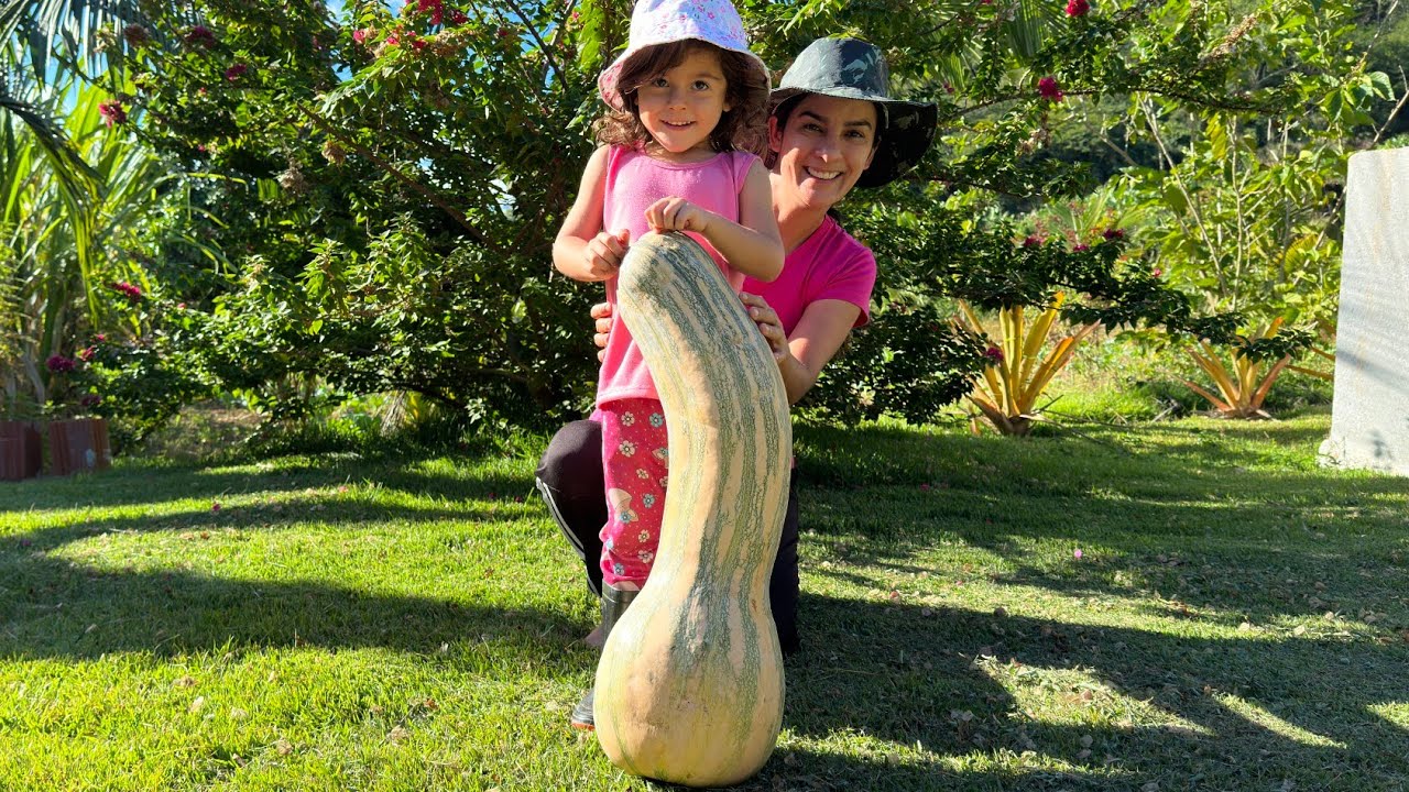 Maior abóbora que já colhi no sítio