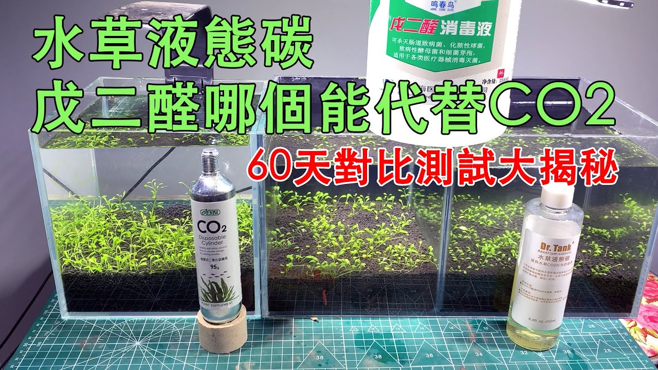 水草液態碳和戊二醛哪個能代替CO2，60天對比測試帶您揭秘液態碳的效果|Can glutaraldehyde and liquid carbon replace CO2?