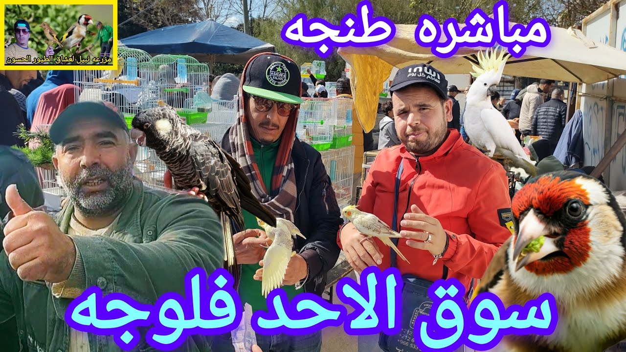 ⬅️سوق الطيور الاحد #طنجه فلوجه #مباشره 2025/02/16 جميع انواع #الطيور من #الحسون الى كناري🔝🌏