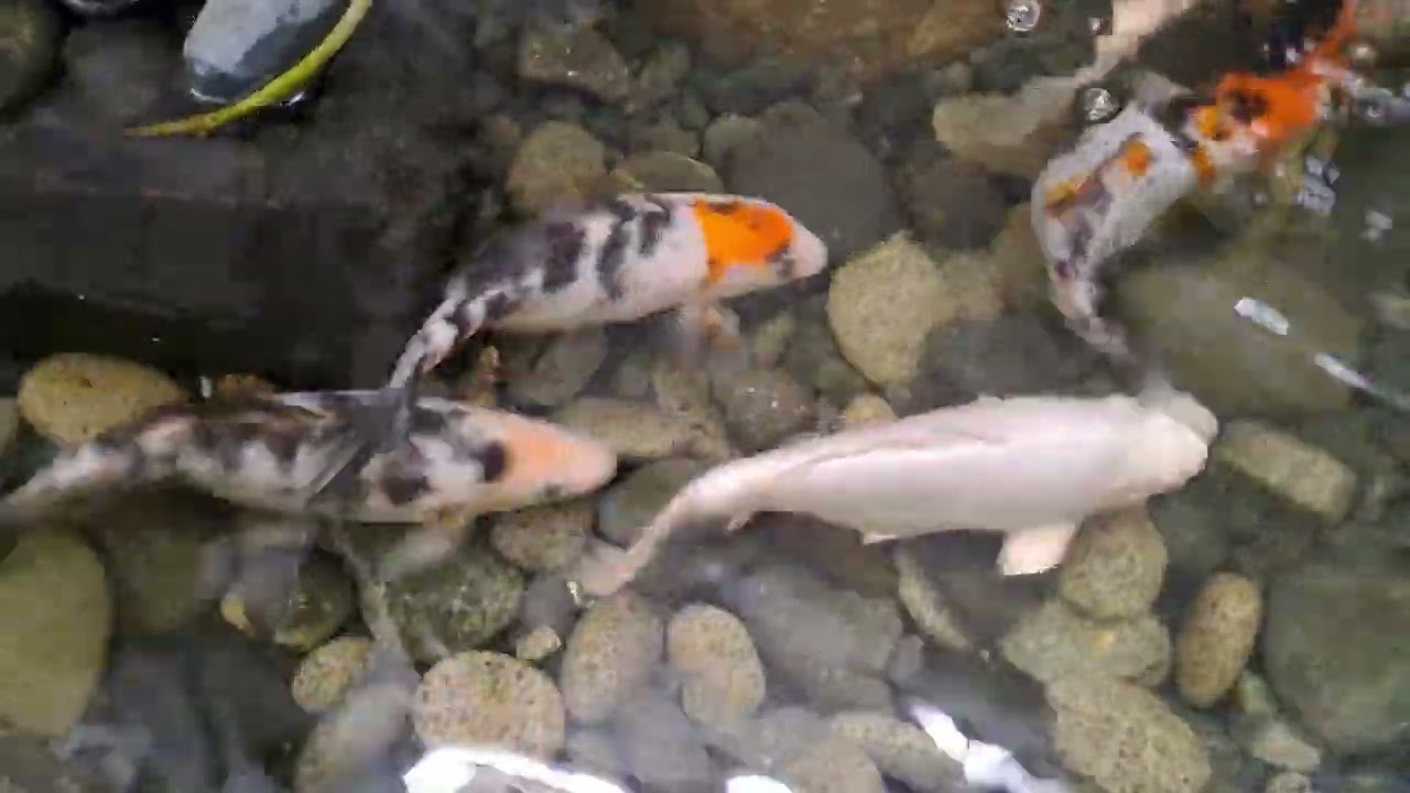 Relaxing with Koi Fish  |aiome tv