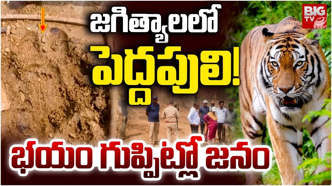Tiger Found Roaming in Jagtial: జగిత్యాలలో పెద్దపులి | Tiger Movement Creates Tension in Jagtial
