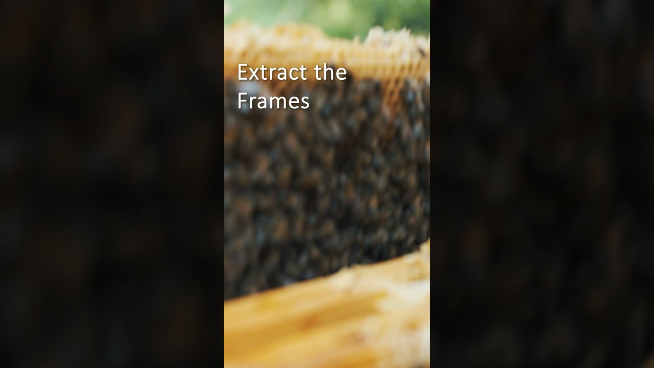 From Hive to Jar: The Sweet Journey of Honey 🍯