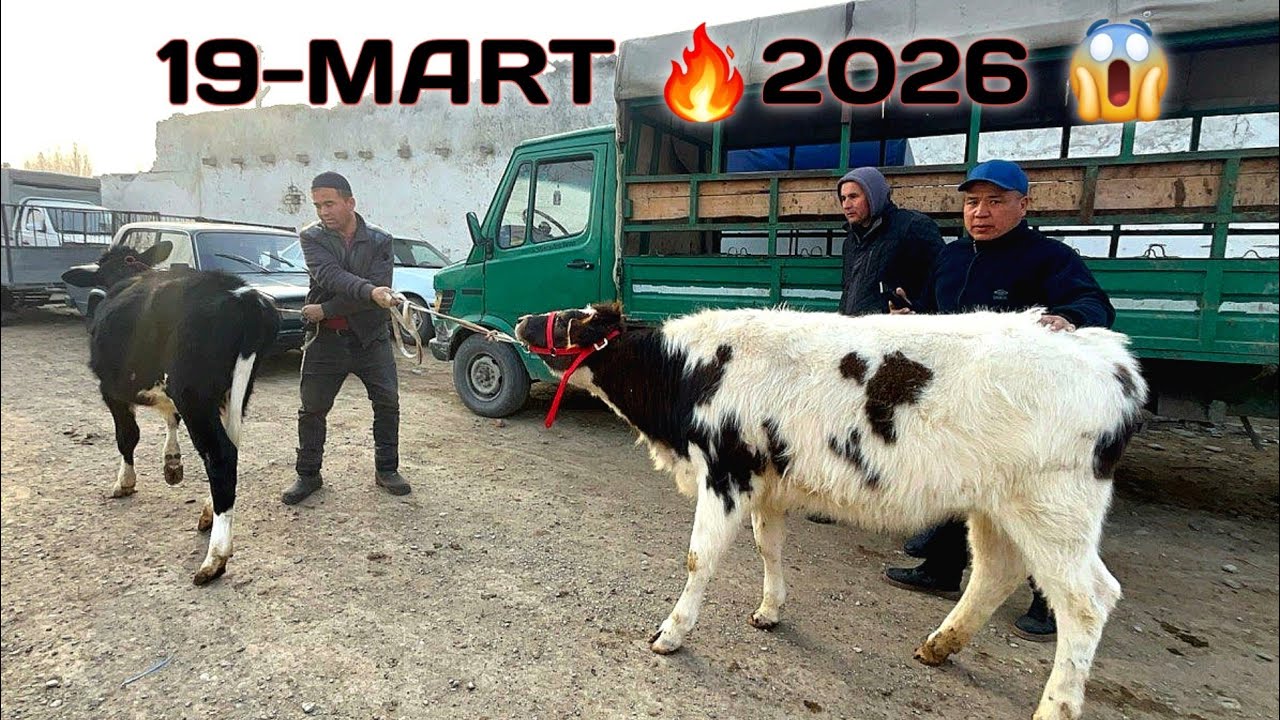 REAL SOTILGAN VA QAYTGAN NARXLARI BOGDOD CHORVA BOZORIDAN