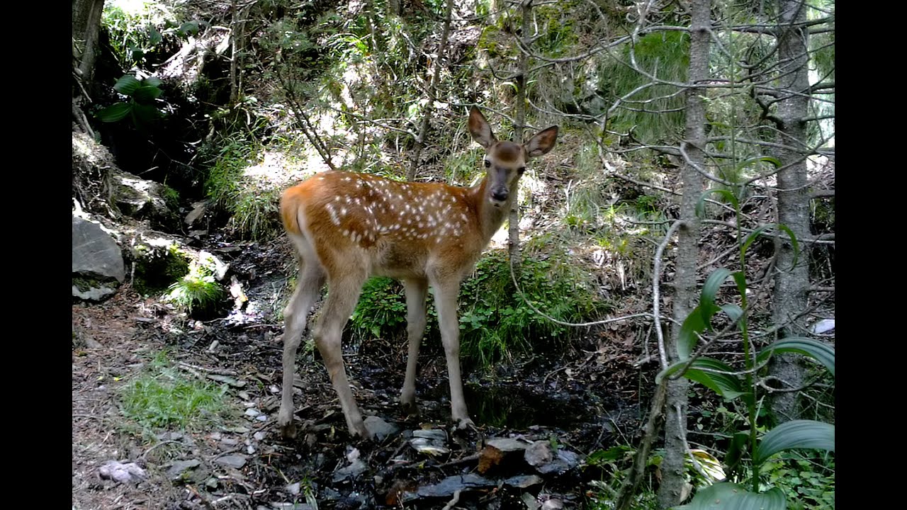 Des faons dans les Pyrénées